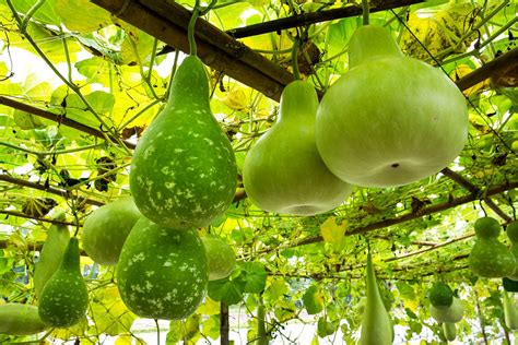 gourd meaning|what are gourds used for.